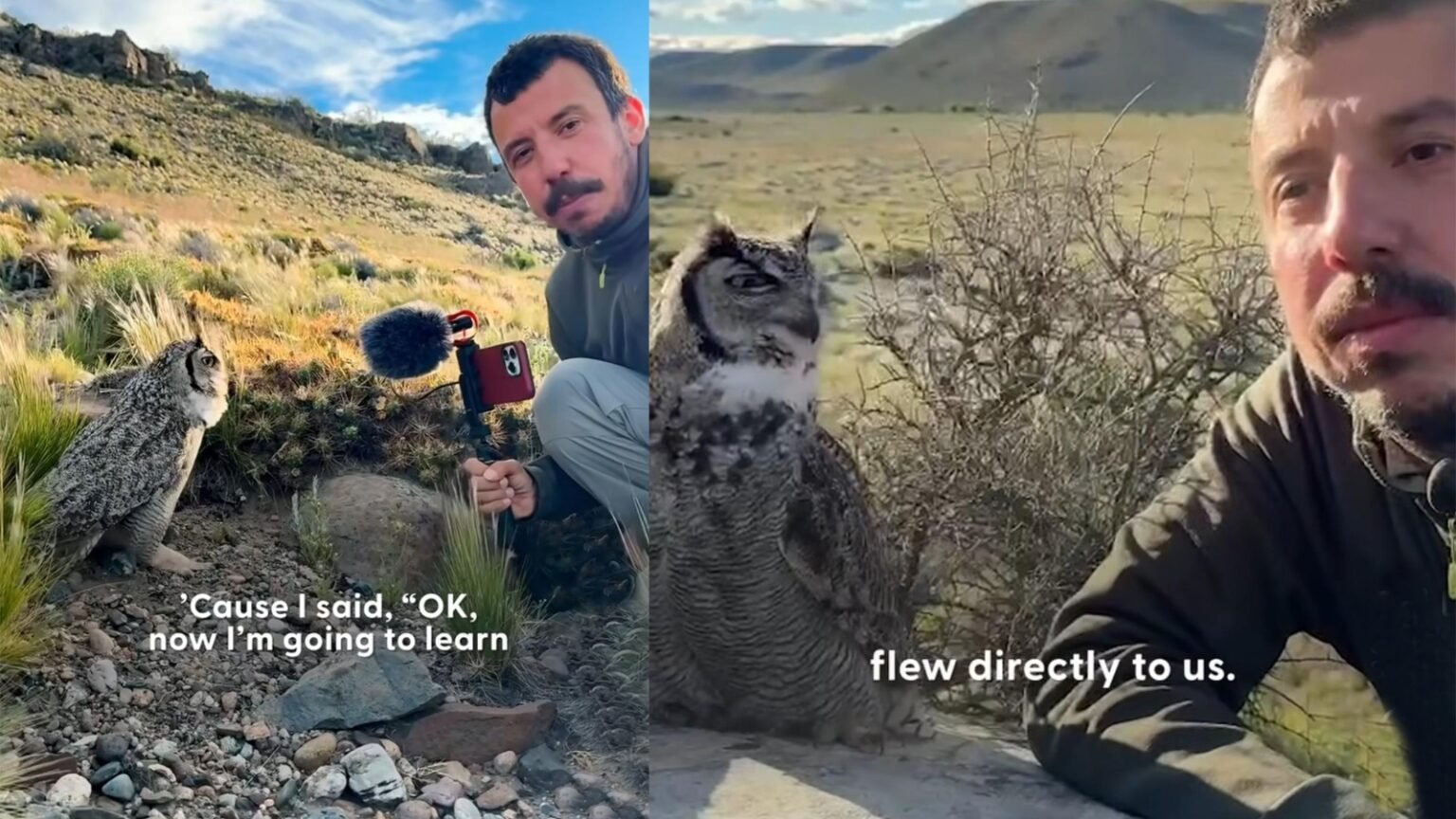 weird news in hindi - Owl's Viral Interview: Turkish Bird Lover Appears to Get Owl to "Talk" on Mike